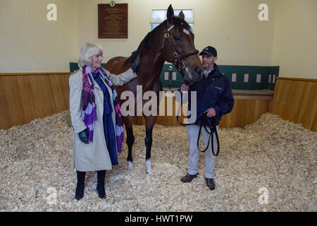 Die Herzogin von Cornwall mit Rob Bowley, trifft Frankel während ihres Besuchs in Banstead Manor Stud, Newmarket. Stockfoto