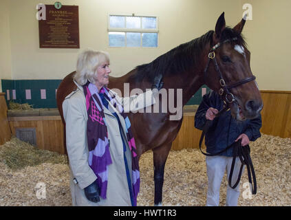 Die Herzogin von Cornwall trifft Frankel während ihres Besuchs in Banstead Manor Stud, Newmarket. Stockfoto