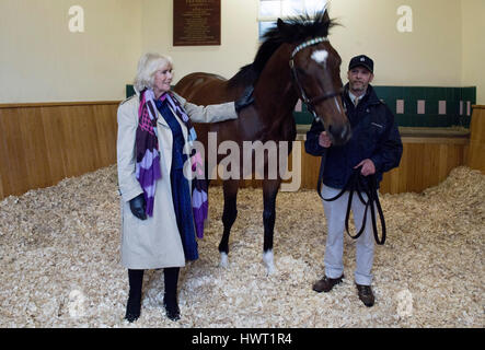 Die Herzogin von Cornwall mit Rob Bowley, trifft Frankel während ihres Besuchs in Banstead Manor Stud, Newmarket. Stockfoto