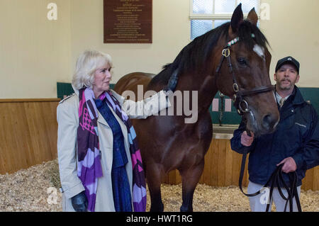 Die Herzogin von Cornwall mit Rob Bowley, trifft Frankel während ihres Besuchs in Banstead Manor Stud, Newmarket. Stockfoto