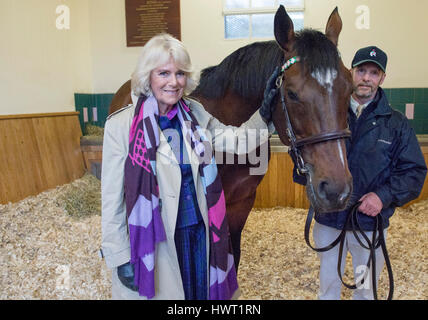 Die Herzogin von Cornwall mit Rob Bowley, trifft Frankel während ihres Besuchs in Banstead Manor Stud, Newmarket. Stockfoto