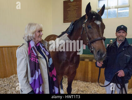 Die Herzogin von Cornwall mit Rob Bowley, trifft Frankel während ihres Besuchs in Banstead Manor Stud, Newmarket. Stockfoto