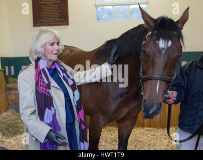 Die Herzogin von Cornwall trifft Frankel während ihres Besuchs in Banstead Manor Stud, Newmarket. Stockfoto