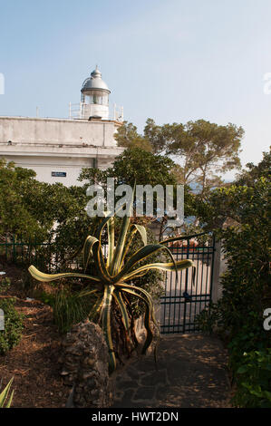 Punta Faro, Cape Lighthouse, Portofino, Italien: Strandkiefern und Panoramablick über den historischen Portofino Leuchtturm, erbaut im Jahre 1870 Stockfoto