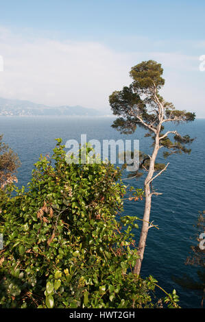 Portofino, Natur- und marine: die Seekiefer oder Cluster Kiefer, Kiefer in Mittelmeer-Region und mediterranes Klima Stockfoto