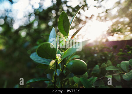 Nahaufnahme der Linde im Garten wachsen Stockfoto