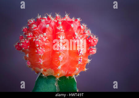 Schöne Blume in voller Blüte Stockfoto