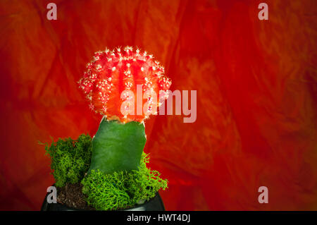 Schöne Blume in voller Blüte Stockfoto