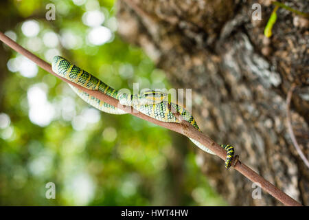 Tropidolaemus Wagleri giftige Schlange grün gelb gestreiften asiatisch. Malaysien Stockfoto