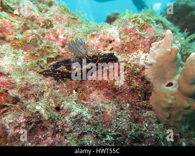 Nacktschnecke am Korallenriff Stockfoto