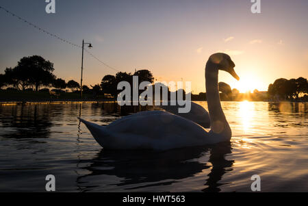 Schwäne auf Southsea Canoe Lake kurz vor Sonnenuntergang Stockfoto