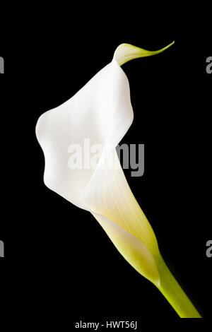 Nahaufnahme von Zantedeschia aethiopica, Cala Lily, Arum Lily vor schwarzem Hintergrund Stockfoto