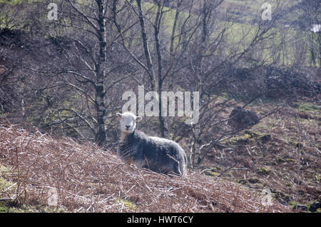 Herdwick Sheep on Hill, Derwentwater, Cumbria, Lake District, England Stockfoto