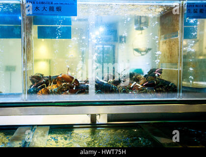 Hummer im Restaurant Fisch lebendig tank China Town London Stockfoto
