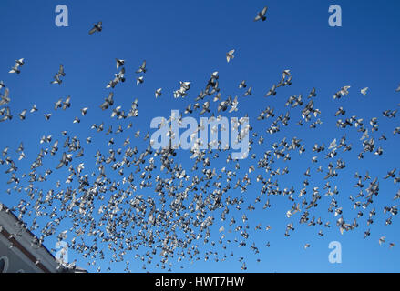 ein Schwarm Tauben in den blauen Himmel Stockfoto