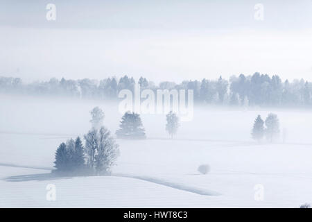 Morgennebel im Winter über Loisach Moor, Loisachtal in der Nähe von Großweil, Upper Bavaria, Bavaria, Germany Stockfoto