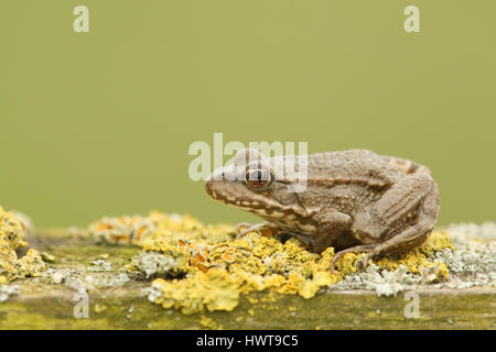 Ein Seefrosch (Rana Ridibunda) sitzt auf Baumstumpf in Flechten bedeckt. Stockfoto