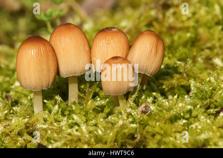 Fünf kleine glitzernde Inkcap (Coprinellus Micaceus) aus Moos wachsen. Stockfoto