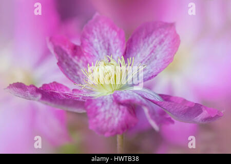 Close-up, kreative Bild der schönen rosa Blume der Clematis Piilu, Aufnahme auf einem weichen Hintergrund. Stockfoto