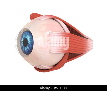Menschliche Auge extraokularen Muskeln Stockfoto