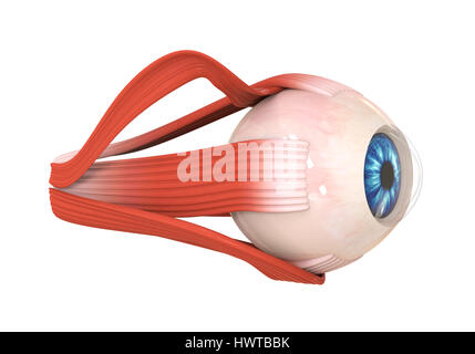 Menschliche Auge extraokularen Muskeln Stockfoto