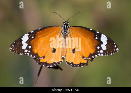 Orange Schmetterling auf einem Blatt in Kanha National Park, Indien. Stockfoto