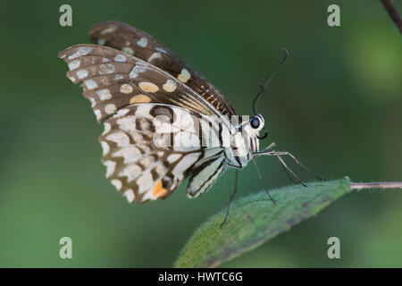 Schmetterling auf einem Blatt in Kanha National Park, Indien. Stockfoto