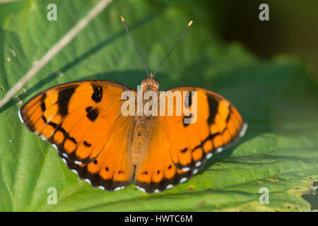 Orange Schmetterling auf einem Blatt in Kanha National Park, Indien. Stockfoto