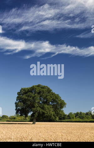 Bäume in einem Weizenfeld unter einem dramatischen blauen Sommerhimmel mit weißen Cirruswolken geschnürt Stockfoto