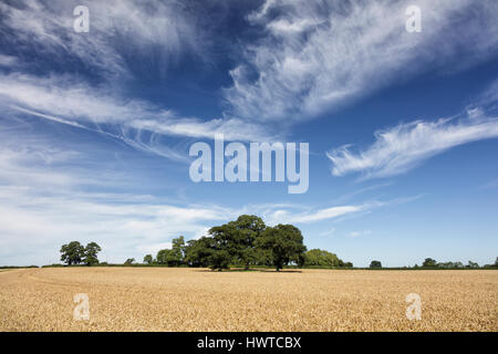 Bäume in einem Weizenfeld unter einem dramatischen blauen Sommerhimmel mit weißen Cirruswolken geschnürt Stockfoto