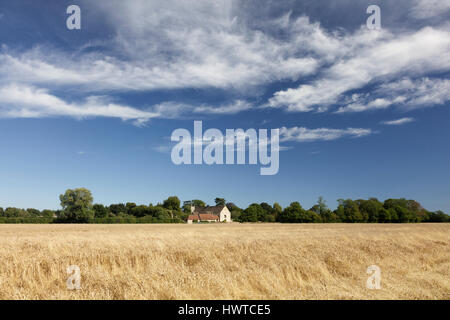 Fernsicht auf über ein Weizen in Richtung umgebauten Scheunen und Dorfkirche im Dorf Somerford Keynes an einem Sommernachmittag. Stockfoto
