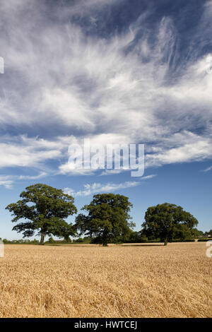 Drei Bäume in einem Weizenfeld unter dramatischen Sommerwolken auf einem Bauernhof in Gloucestershire Stockfoto