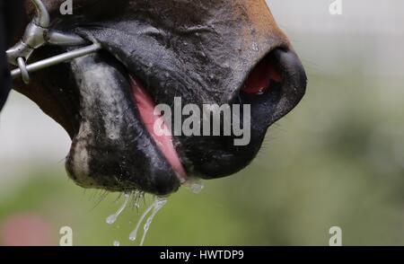 Rennpferd des Mund Nase DANTE FESTIVAL 2015 DANTE FESTIVAL 2015 YORK RACECOURSE YORK ENGLAND 15 Mai 2015 Stockfoto