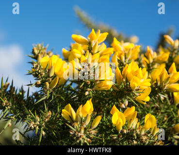 Ginster blühen, blauen Himmel bei Douglas Head, Isle Of Man Stockfoto