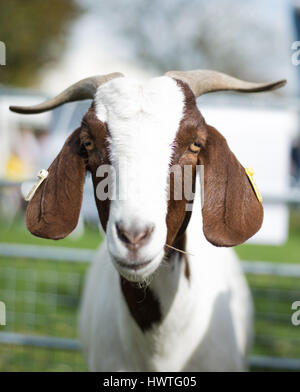 Boer Goat beim Manx Food and Drink Festival Stockfoto