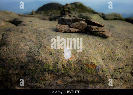 Eine weiße Blesse auf dem Appalachian Trail auf dem Franconia Ridge Abschnitt von New Hampshire Stockfoto