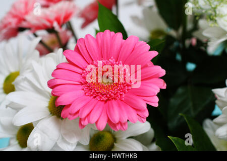 Verschiedene rosa und weißen strauß blumen Gerbera und Margariten, Strauß Blumen, schöne Farben Kirschrot creme weiß grün Mockup flatlay Feder Konzept Stockfoto