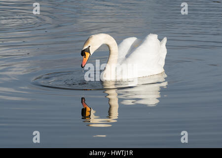 Höckerschwan (Cygnus olor) Stockfoto