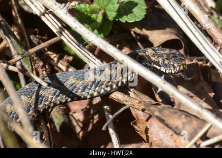 Nahaufnahme des männlichen Kreuzotter (Vipera Berus) Stockfoto