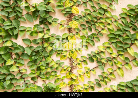 Coatbuttons oder mexikanische Daisy an der Wand. Stockfoto