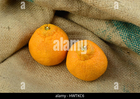 Zwei süße kernlose ganze Dekopon Mandarinen auf Sackleinen Stockfoto