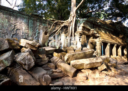 Massive Baumwurzeln haben Ta Phrom Tempel übernommen und bleibt als touristische Attraktion Stockfoto