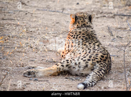 Savanne Landschaft einschließlich einen Gepard Ruhezeit vor Ort in Namibia, Afrika, am Abend Stockfoto