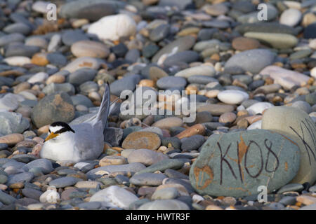 Vöglein Seeschwalbe (Sterna Albifrons) nisten auf Nest in Kieselsteinen markiert / Schindel von Birdwatch Ireland. Leitarten des Klimawandels. Stockfoto