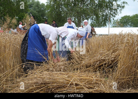 Bäuerin beim Ernten von Weizen mit Sense in Weizenfeldern in Trnovec, Kroatien am 9. Juli 2016 Stockfoto