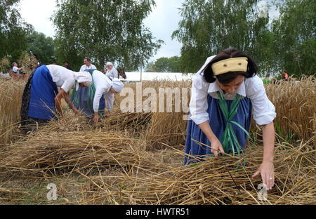 Bäuerin beim Ernten von Weizen mit Sense in Weizenfeldern in Trnovec, Kroatien am 9. Juli 2016 Stockfoto