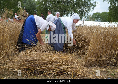 Bäuerin beim Ernten von Weizen mit Sense in Weizenfeldern in Trnovec, Kroatien am 9. Juli 2016 Stockfoto