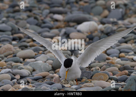 Zwergseeschwalbe (Sterna Albifrons) am Nest anreisen Fischerei auf Sandaal, ändern Indikatorarten für Klima. Nisten auf Schindel Grat. Stockfoto