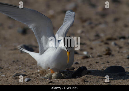 Zwergseeschwalbe (Sterna Albifrons) Ankunft in das Nest am Strand, Stockfoto