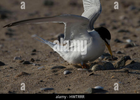 Zwergseeschwalbe (Sterna Albifrons) Ankunft in das Nest am Strand, mit Ring auf Monitor Langlebigkeit des Lebens Stockfoto